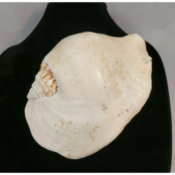 SEA SHELL. Calcified fossil, 140mm x 120mm. GIANT SHELL 1.6lb-611gr - Picture 2 of 8